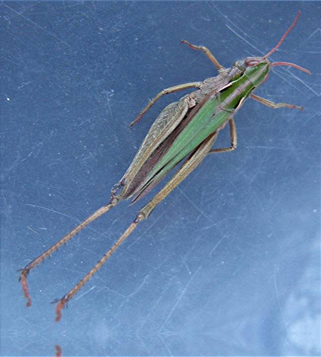 Omocestus viridulus